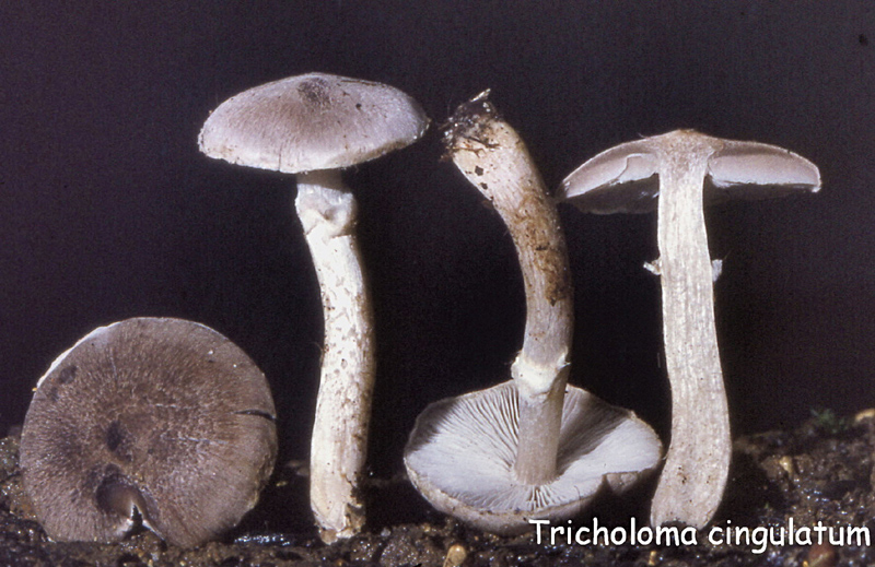 Tricholoma cingulatum-amf1856.jpg - Tricholoma cingulatum ; Syn: Armillaria cingulata ; Nom français: Tricholome ceinturé